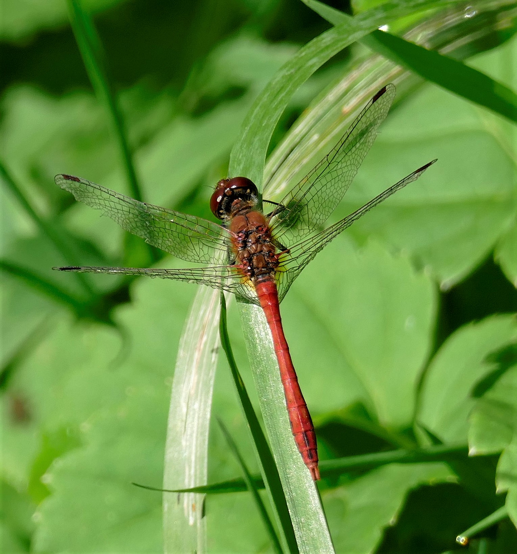 Libelle beim Sonnenbad