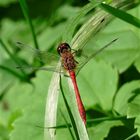 Libelle beim Sonnenbad