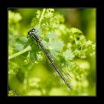 Libelle beim Sonnenbad