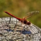 Libelle beim Sonnenbad