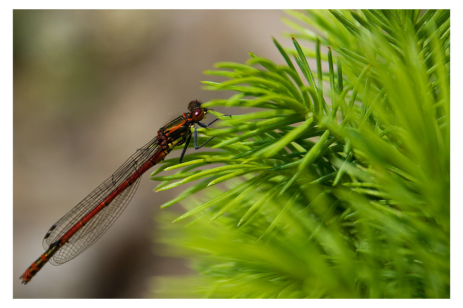 Libelle beim Sonnenbad