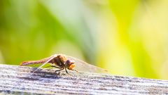 Libelle beim Sonnenbad