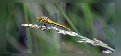 Libelle beim Sonnenbad