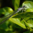 Libelle beim Sonnenbad