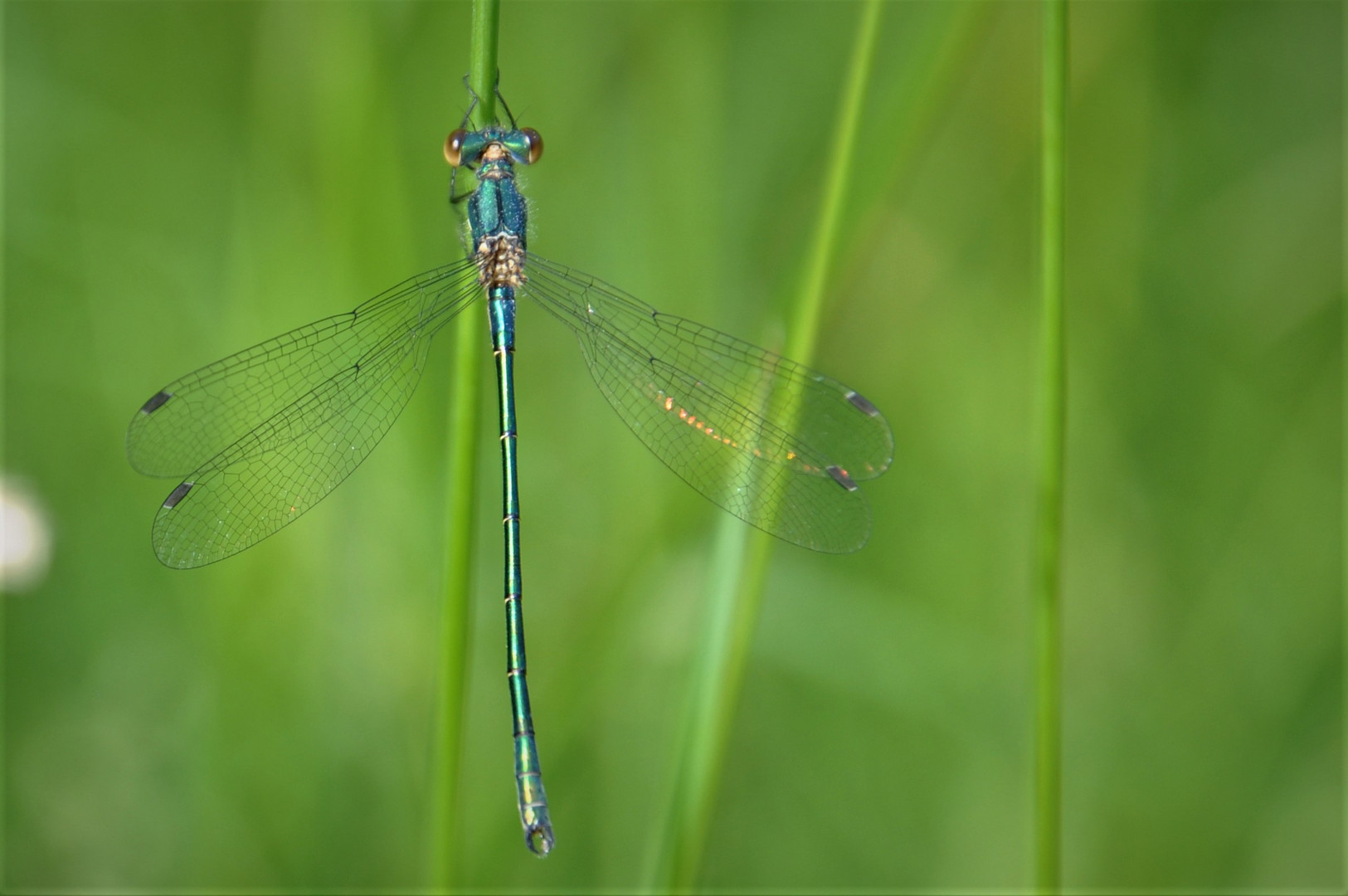 Libelle beim Sonnenbad ... Dunkle Binsenjungfer