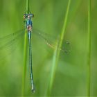 Libelle beim Sonnenbad ... Dunkle Binsenjungfer