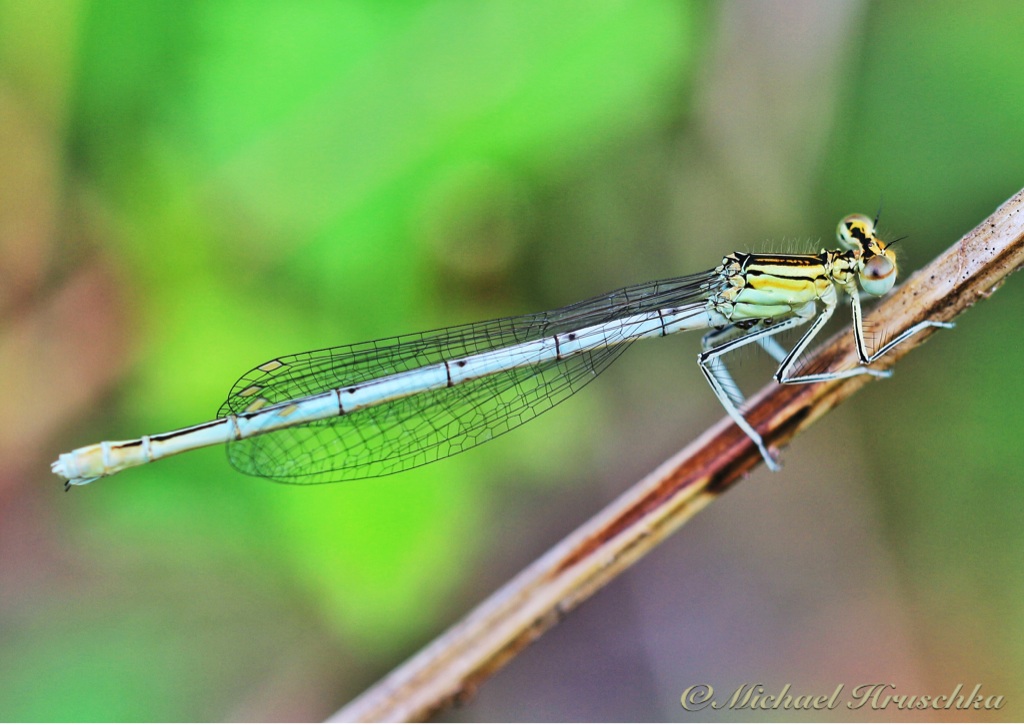 Libelle beim Sonnenbad