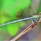 Libelle beim Sonnenbad