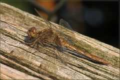 Libelle beim Sonnenbad