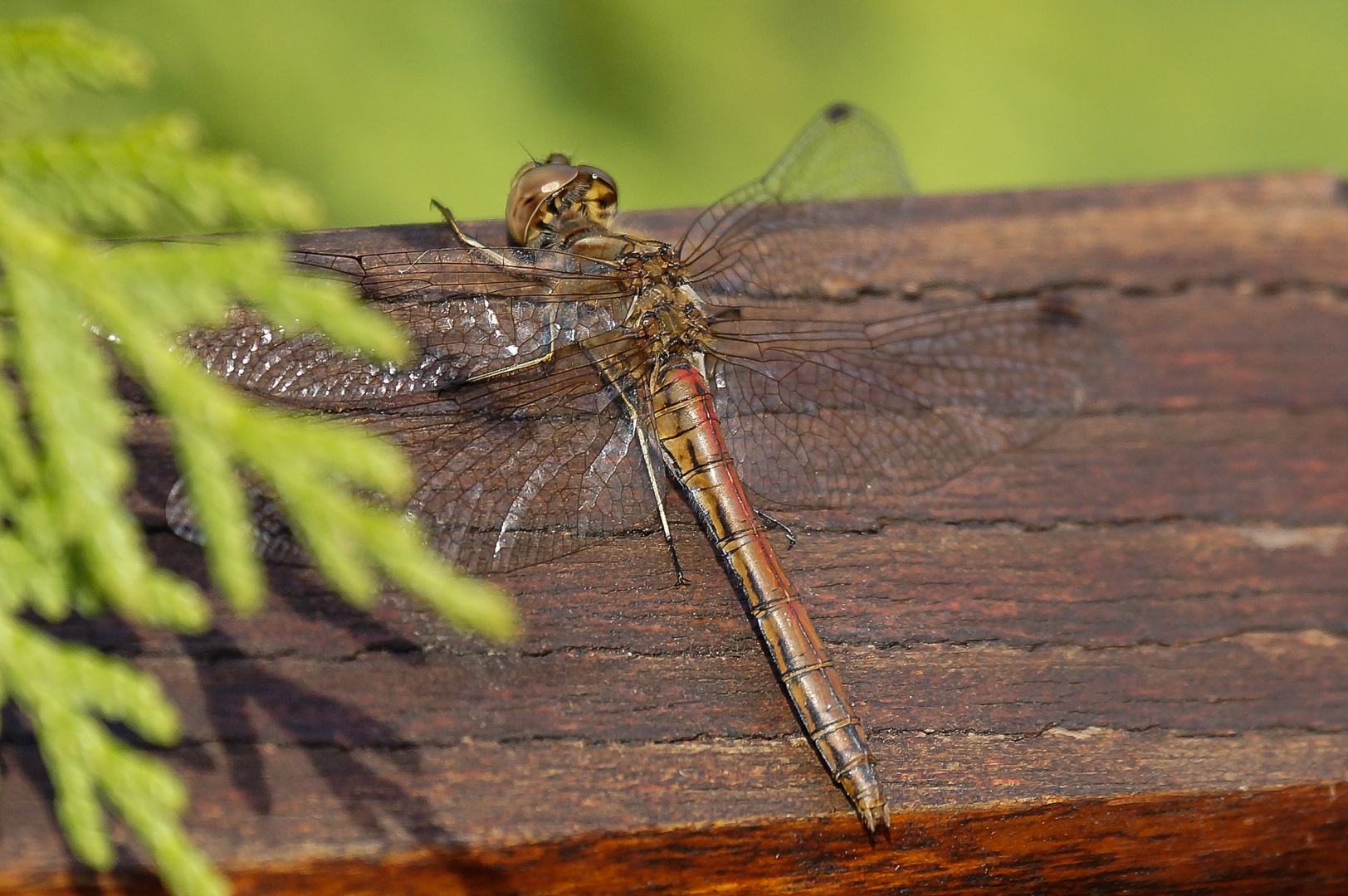 Libelle beim Sonnenbad