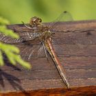 Libelle beim Sonnenbad