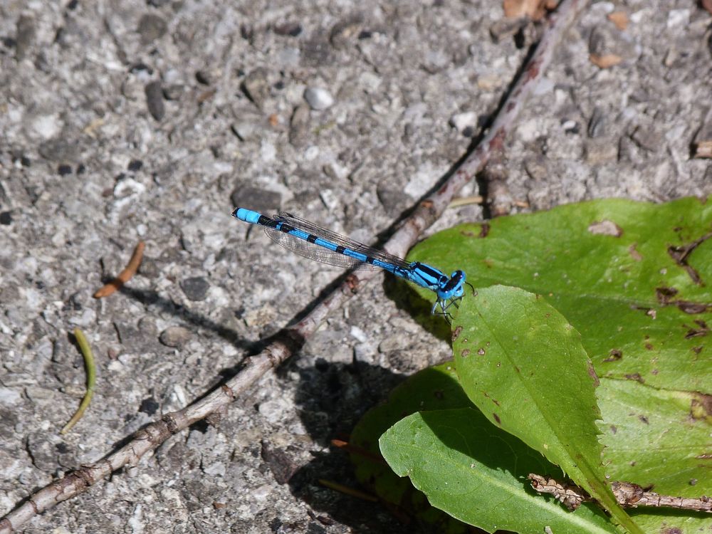 Libelle beim Sonnenbad