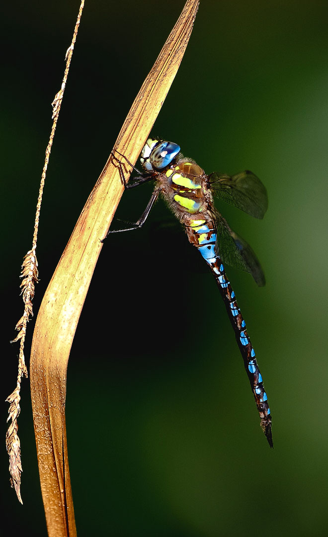 Libelle beim Sonnenbad