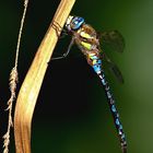 Libelle beim Sonnenbad