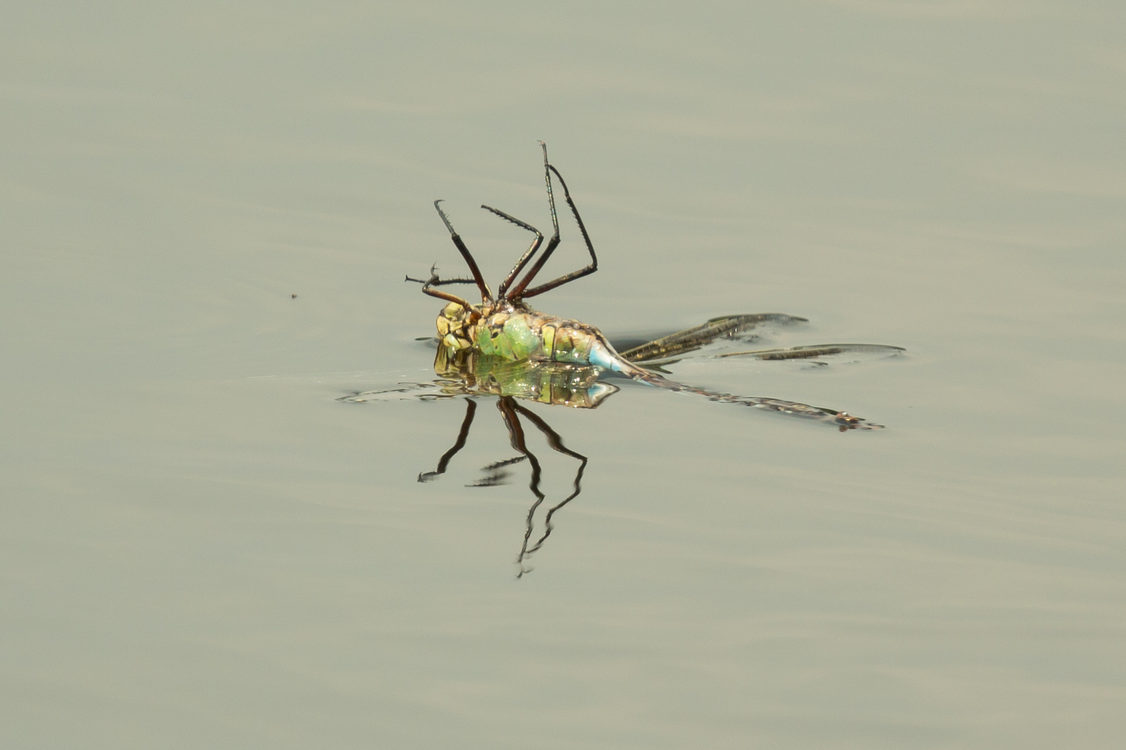 Libelle beim Sonnenbad in Rückenlage auf der Wasseroberfläche