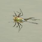 Libelle beim Sonnenbad in Rückenlage auf der Wasseroberfläche