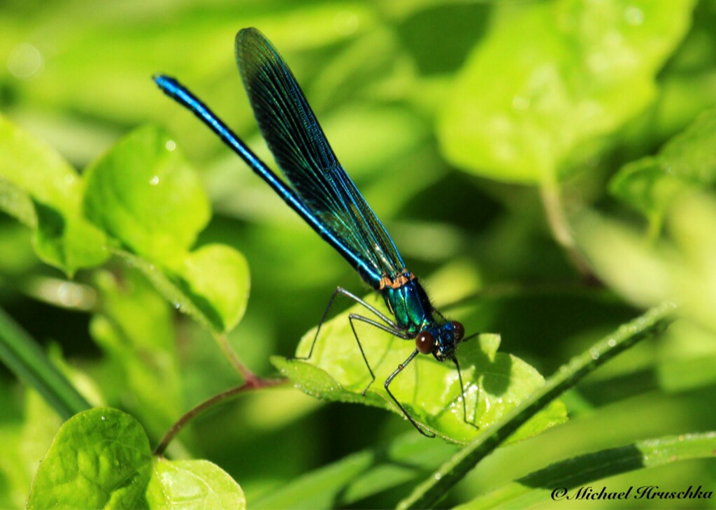 Libelle beim Sonnenbaden