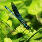 Libelle beim Sonnenbaden