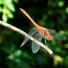 Libelle beim Sonnenbaden