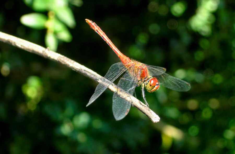 Libelle beim Sonnenbaden