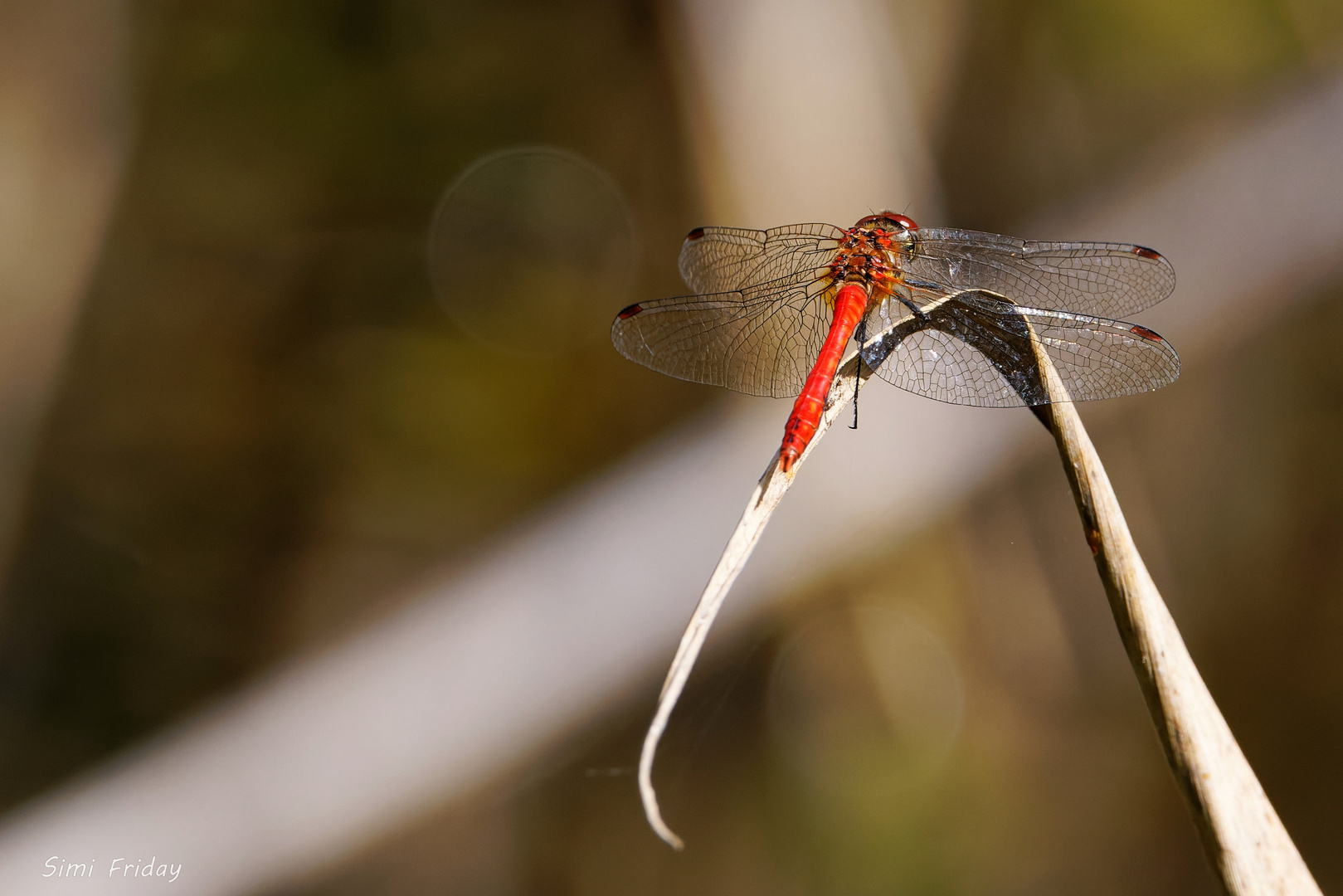 Libelle beim Sonnenbaden