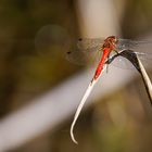 Libelle beim Sonnenbaden