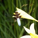 Libelle beim Sonnenbaden