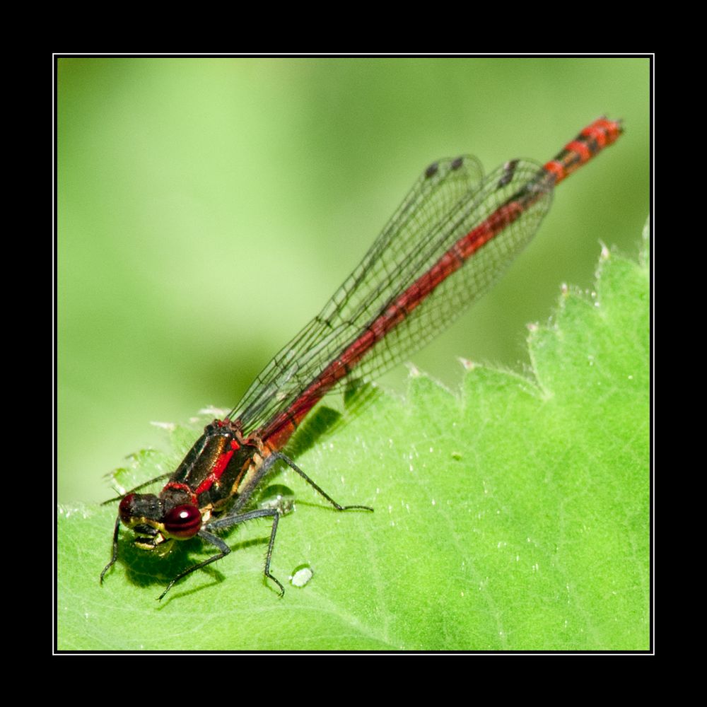 Libelle beim Sonnenbaden