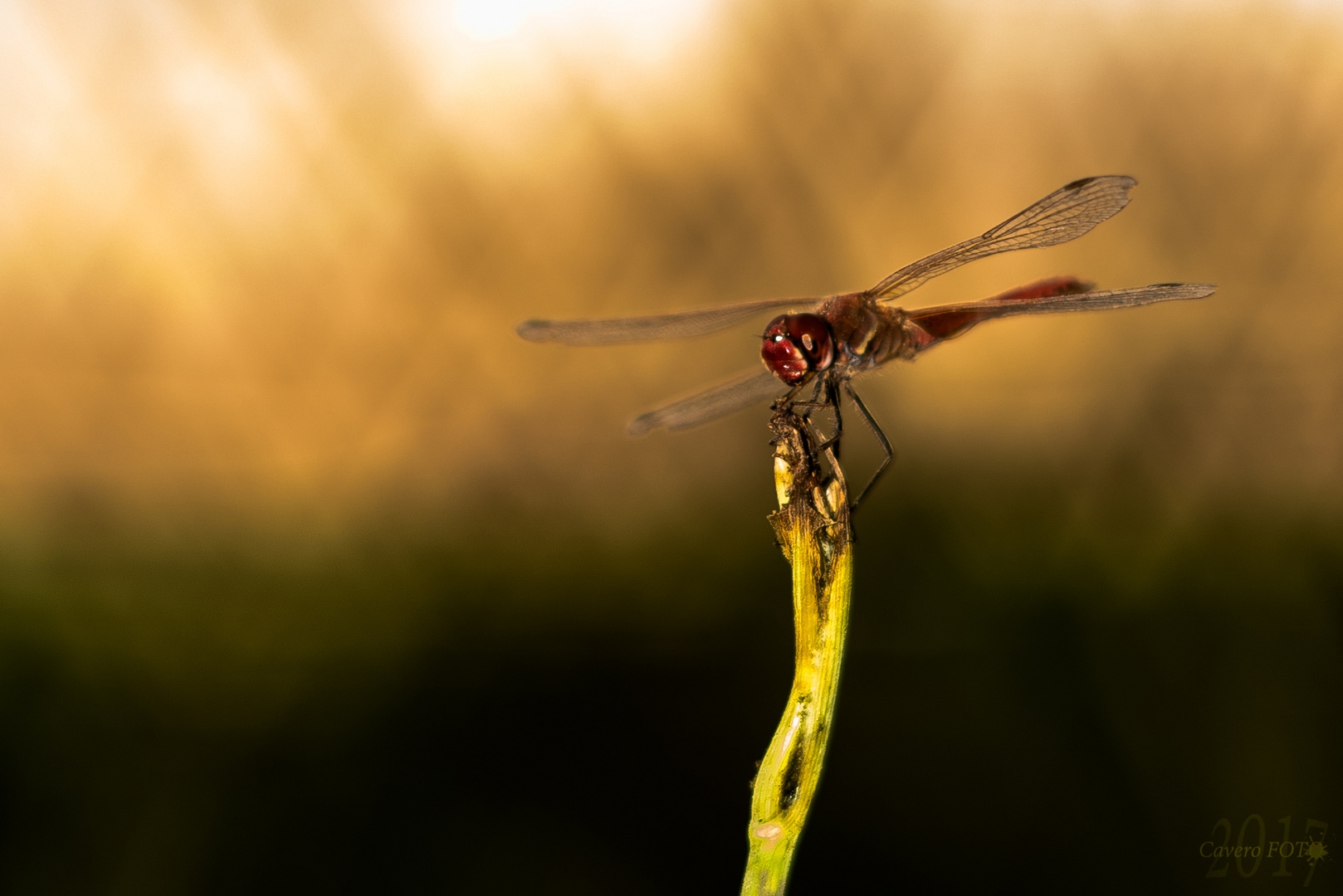 Libelle beim sonnenbaden