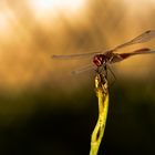 Libelle beim sonnenbaden