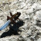 Libelle beim Sonnenbaden