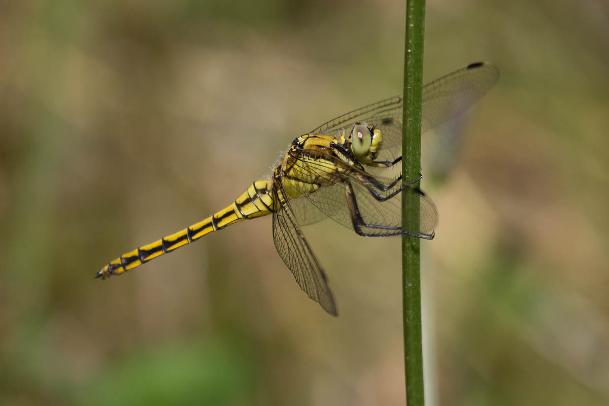 Libelle beim Sonnenbaden