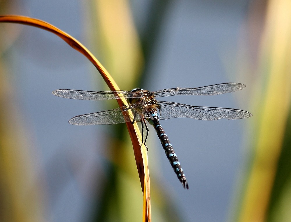 Libelle beim "Sonnetanken"