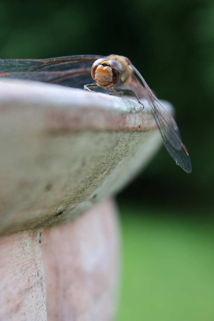 Libelle beim Sonnetanken