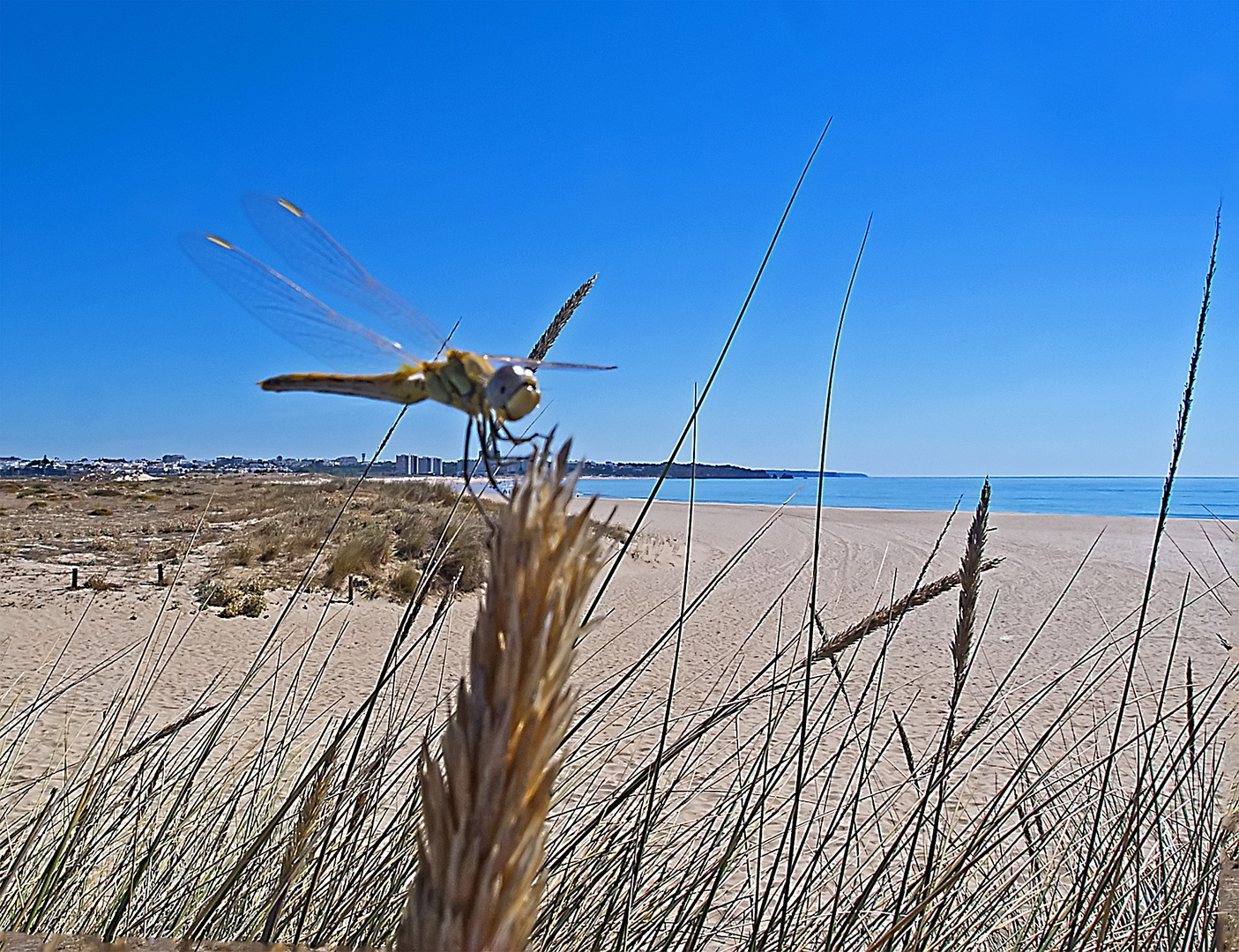 Libelle beim Strandurlaub