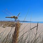 Libelle beim Strandurlaub