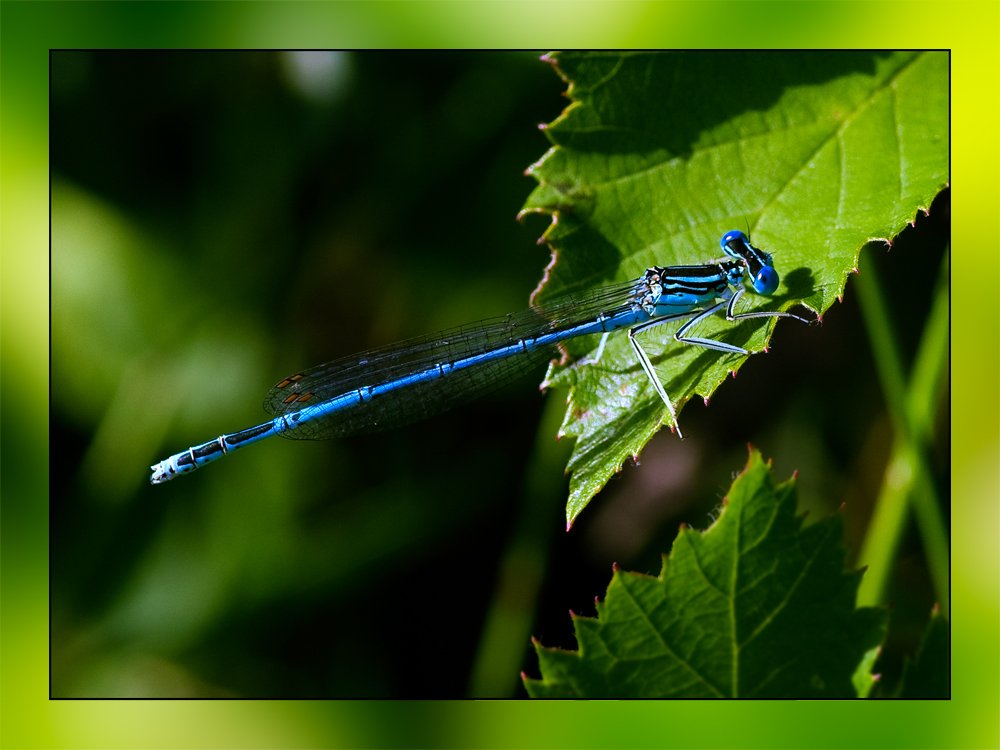 Libelle beim tanken