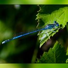 Libelle beim tanken