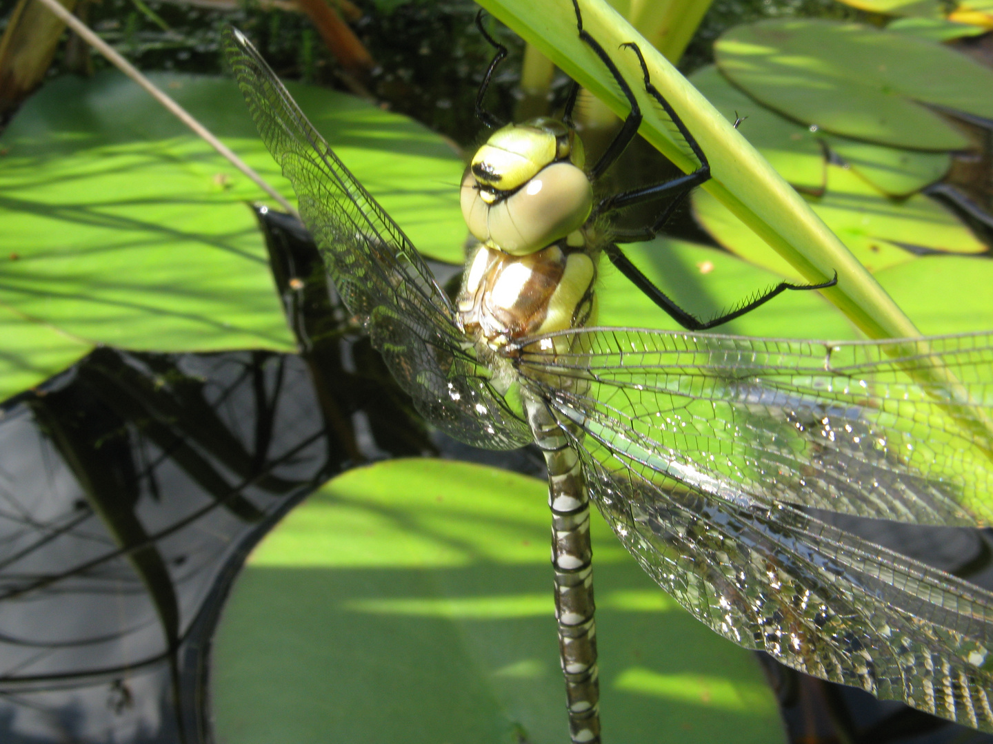 Libelle beim Teich