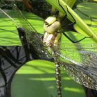 Libelle beim Teich