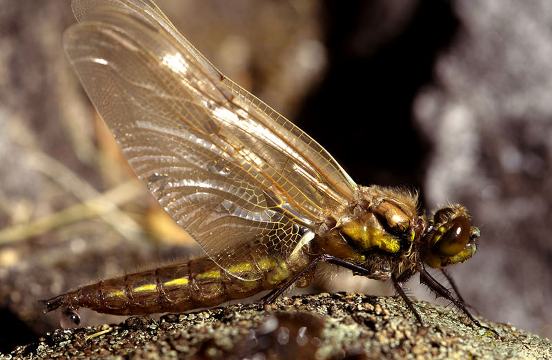 Libelle beim trocknen