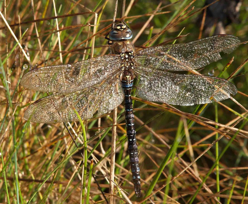 Libelle beim Trocknen am Morgen...