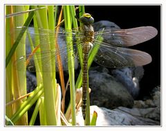 Libelle beim trocknen der Flügel