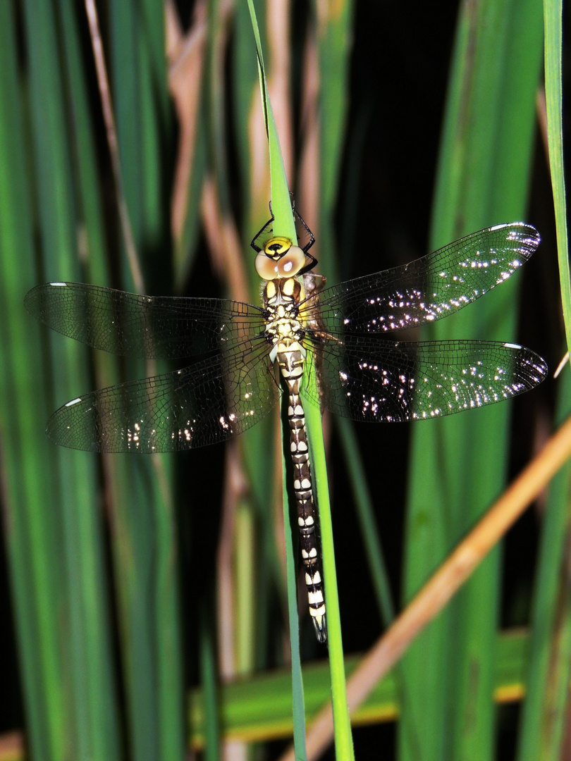 Libelle beim Trocknen f. August im Kalender 2015