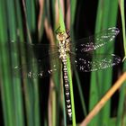 Libelle beim Trocknen f. August im Kalender 2015