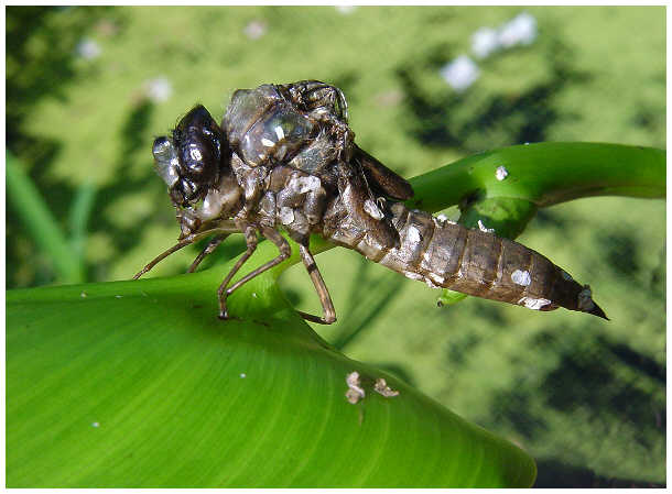 Libelle beim verlassen der alten Haut