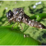 Libelle beim verlassen der alten Haut