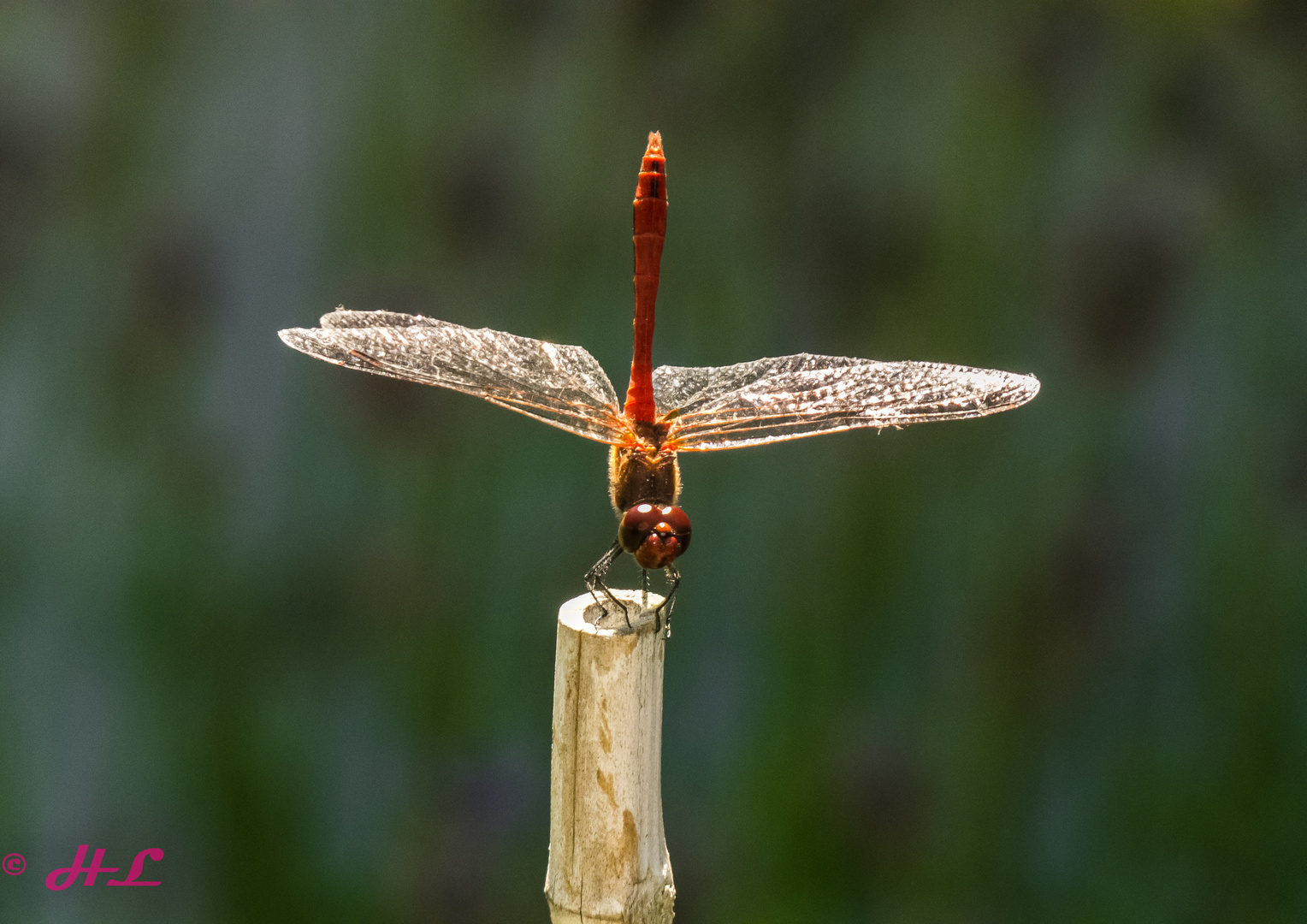 Libelle beim Yoga