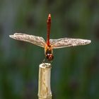 Libelle beim Yoga