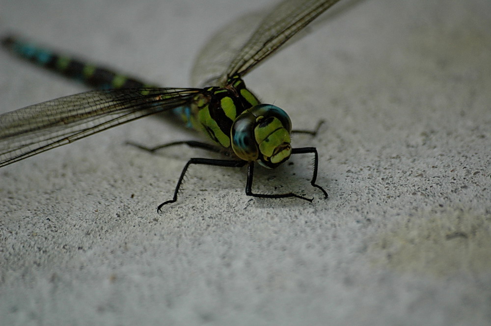 Libelle beim Zwischenstop